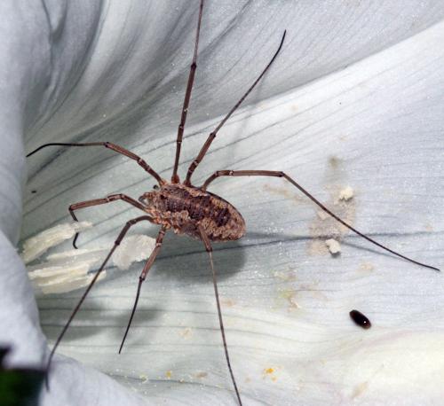 Phalangium opilio